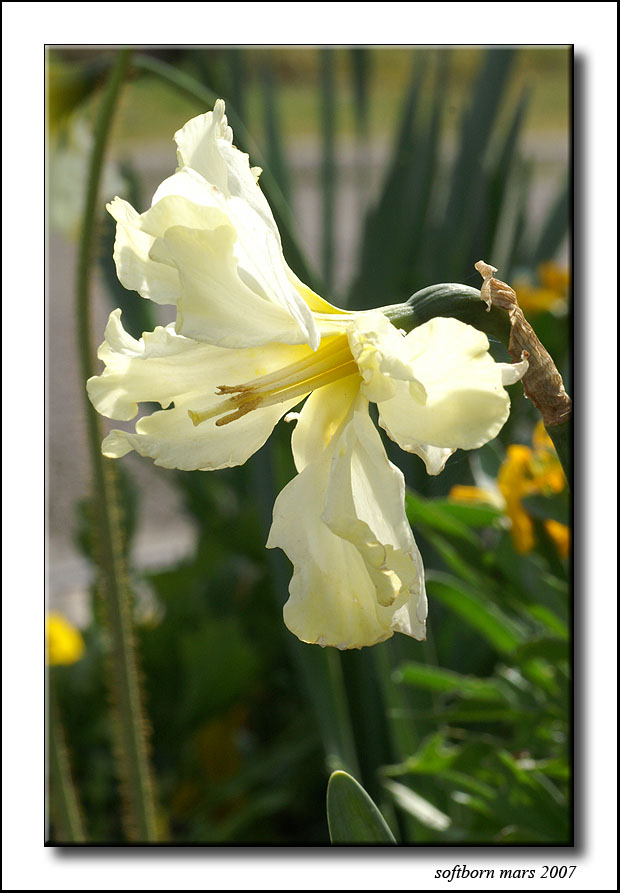 http://softborn.chez-alice.fr/index_img/fleur_26_03_2007_002.jpg
