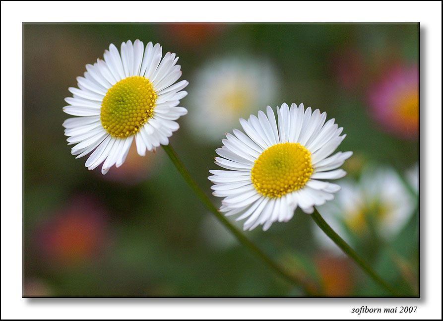 http://softborn.chez-alice.fr/index_img/fleurs_02_05_2007_001.jpg