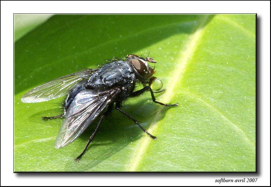 http://softborn.chez-alice.fr/index_img/mouche_08_03_2007_001.jpg
