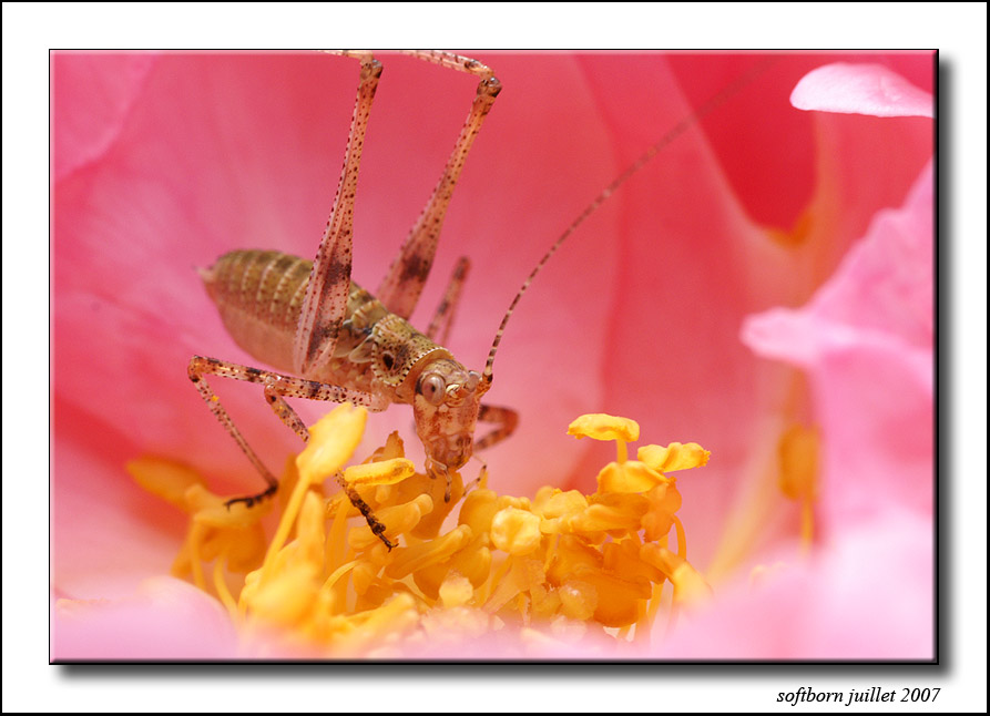 http://softborn.chez-alice.fr/index_img/sauterelle_17_07_2007_001.jpg