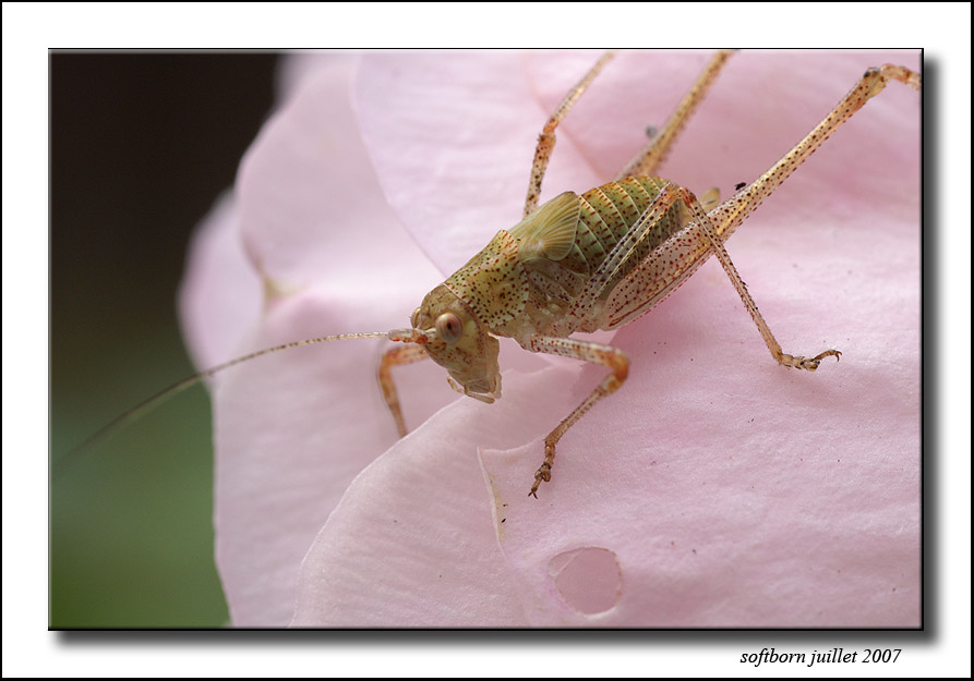 http://softborn.chez-alice.fr/index_img/sauterelle_17_07_2007_002.jpg