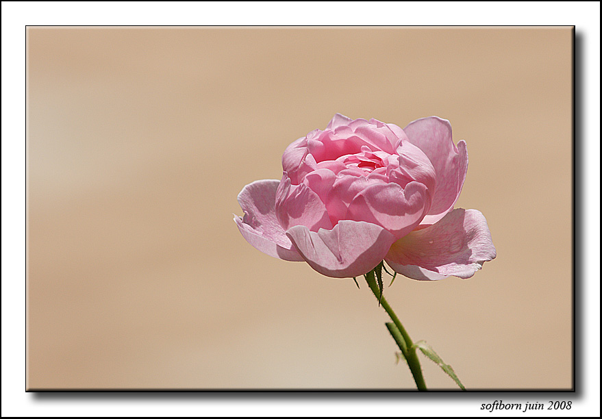http://softborn.chez-alice.fr/rose_03_06_2008_002.jpg