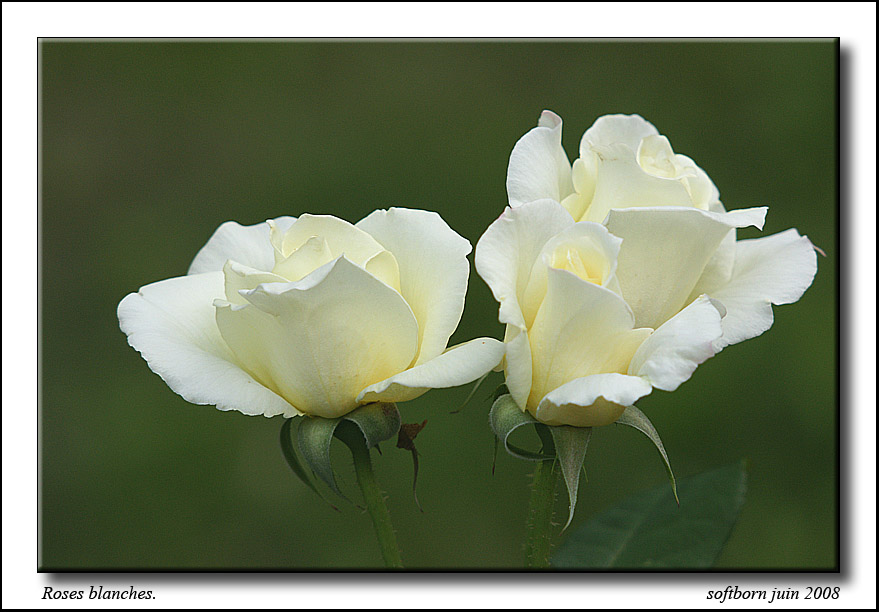 http://softborn.chez-alice.fr/rose_03_06_2008_003.jpg