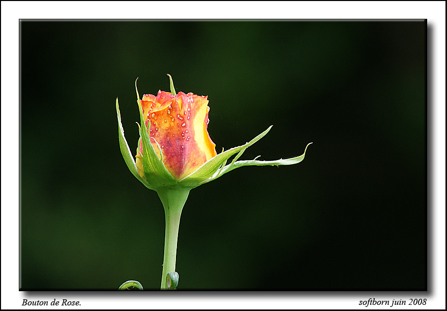 http://softborn.chez-alice.fr/rose_03_06_2008_004.jpg