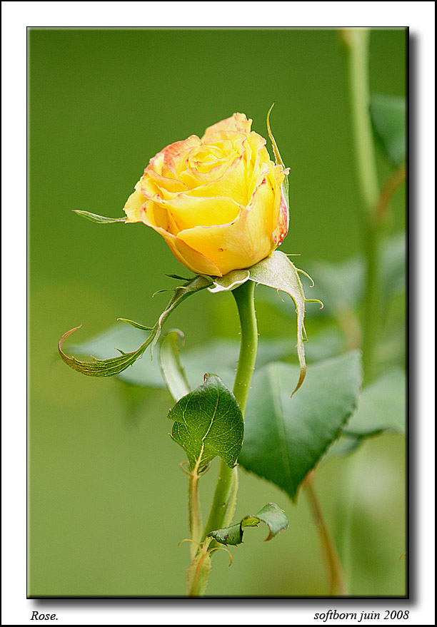http://softborn.chez-alice.fr/rose_03_06_2008_005.jpg