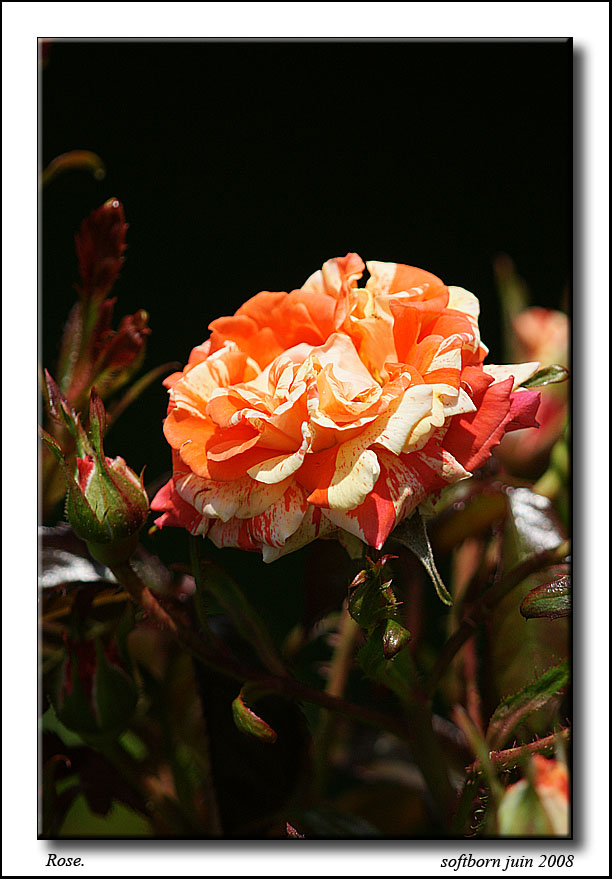 http://softborn.chez-alice.fr/rose_03_06_2008_006.jpg
